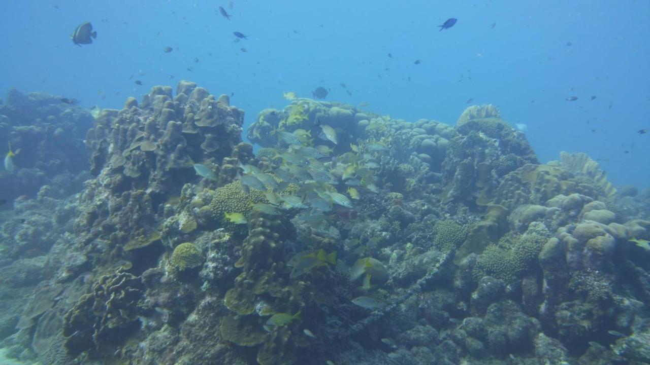 Marazul Dive Resort. 3 Bedroom Seafront House. Dive, Snorkel, Enjoy Amazing Sunsets Westpunt Bagian luar foto