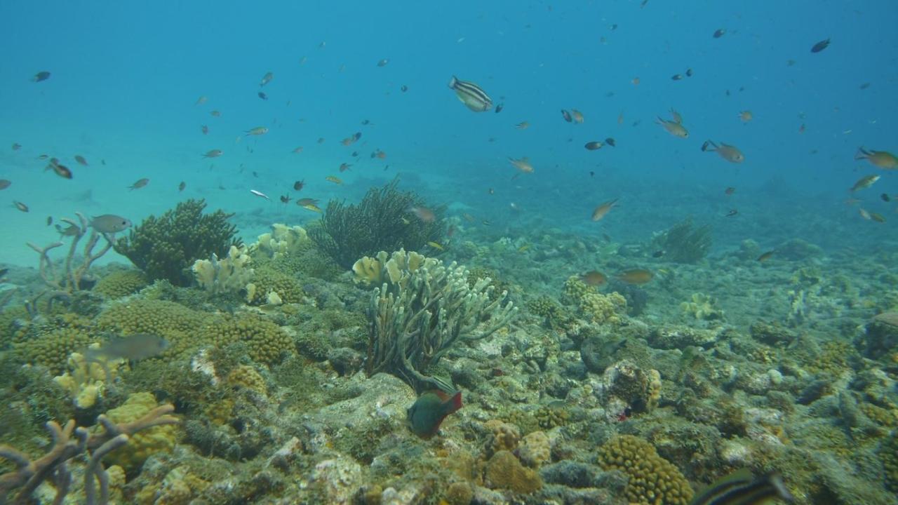 Marazul Dive Resort. 3 Bedroom Seafront House. Dive, Snorkel, Enjoy Amazing Sunsets Westpunt Bagian luar foto